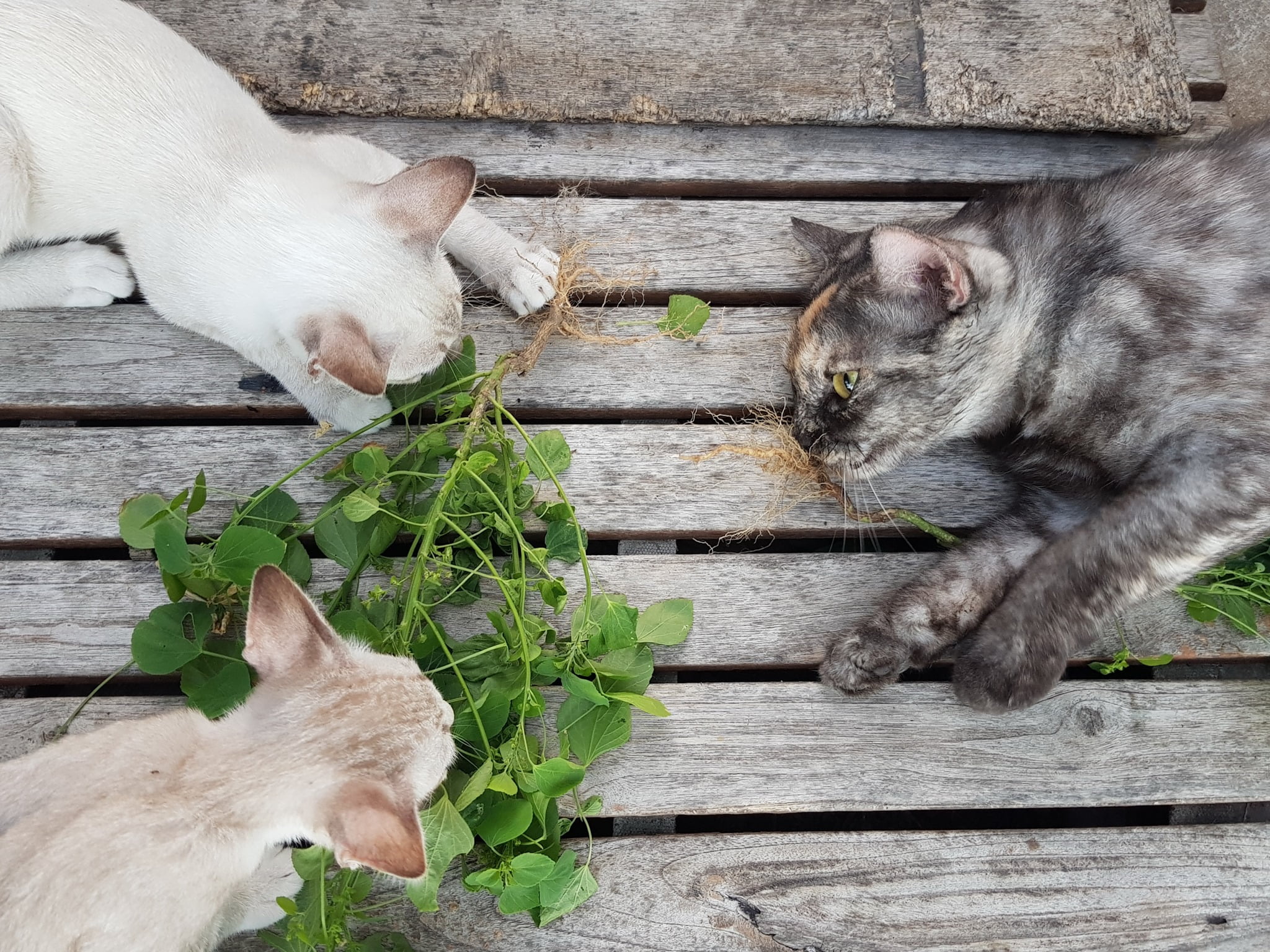 พี้กัญชา ตาหวาน อาจารย์ศิษย์ 2