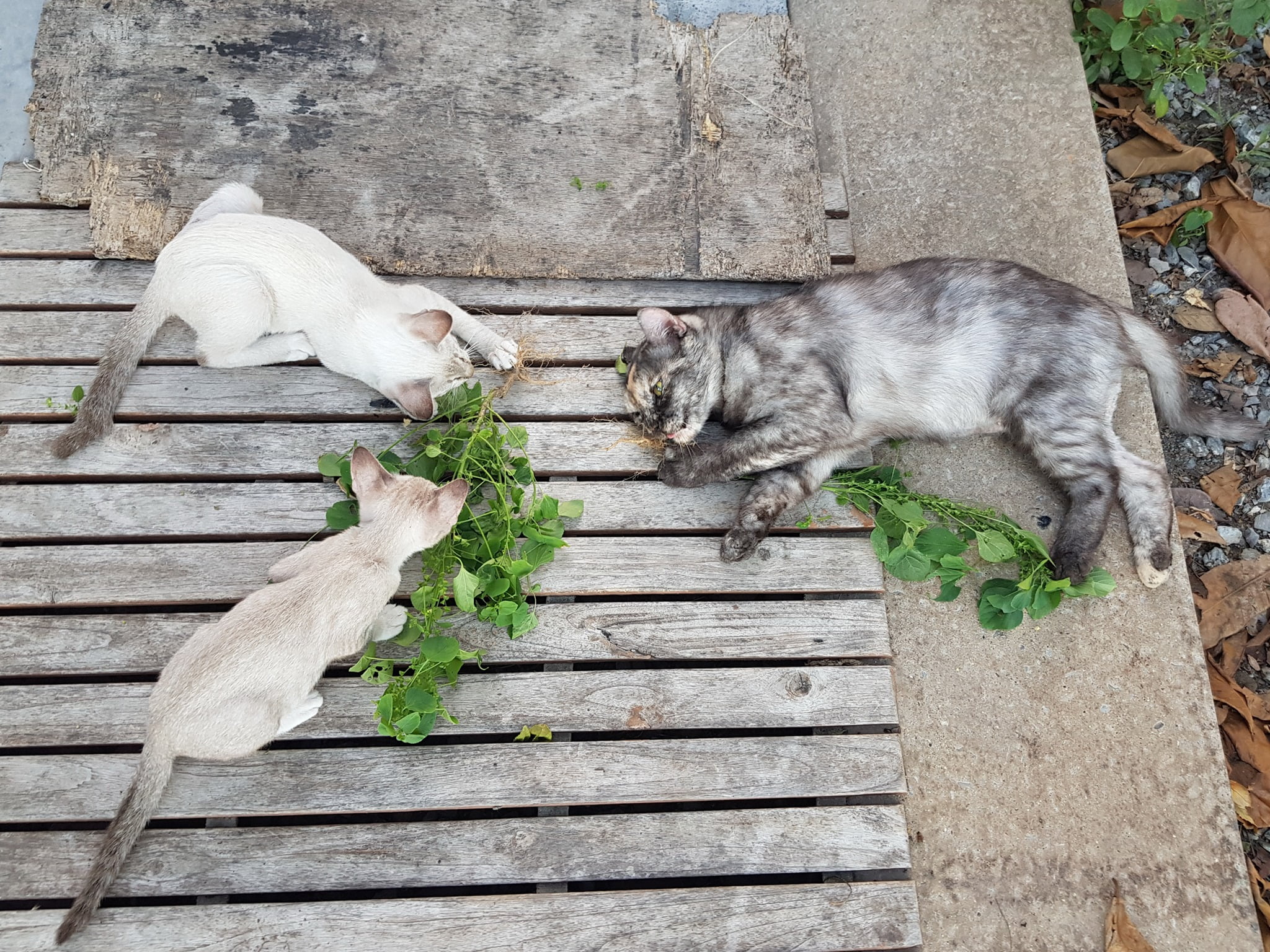 พี้กัญชา ตาหวาน อาจารย์ศิษย์ 4