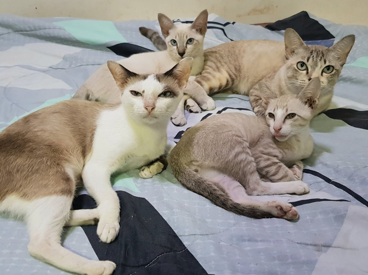 ค่ำคืนนี้ สี่ปลา ขออาศัย 3
