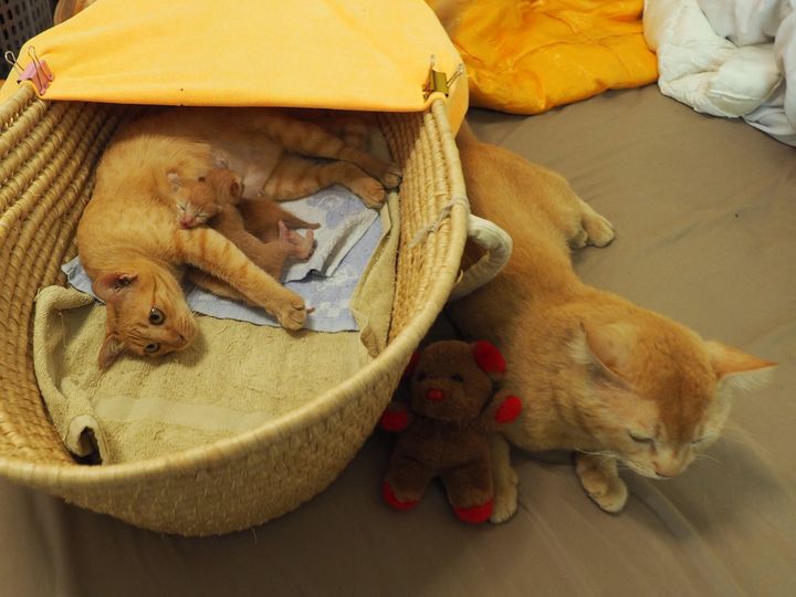 มีแฟน ๆ ทองมี สอบถามมานะครับ เจอลูกแมวจร เอามาเลี้ยง เอานมกล่องให้กิน ลูกแมวท้อง 1