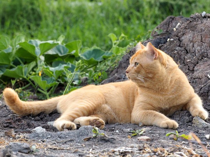 เนื่องใน #วันสุนทรภู่ ทองมีขอชวนแฟน ๆ มาร่วมสนุกแต่งกลอนกันครับ เพื่อเสริมสร้างค 1