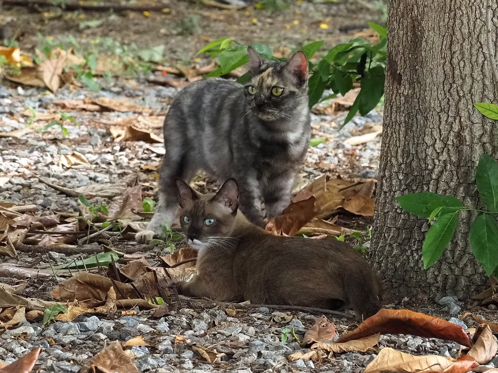 มะเหมี่ยว: "ยัยอึล อยู่นิ่ง ๆ อย่ามีพิรุธนะ เดี๋ยวพ่อเผลอไปเจอกันท้ายคลอง" 2