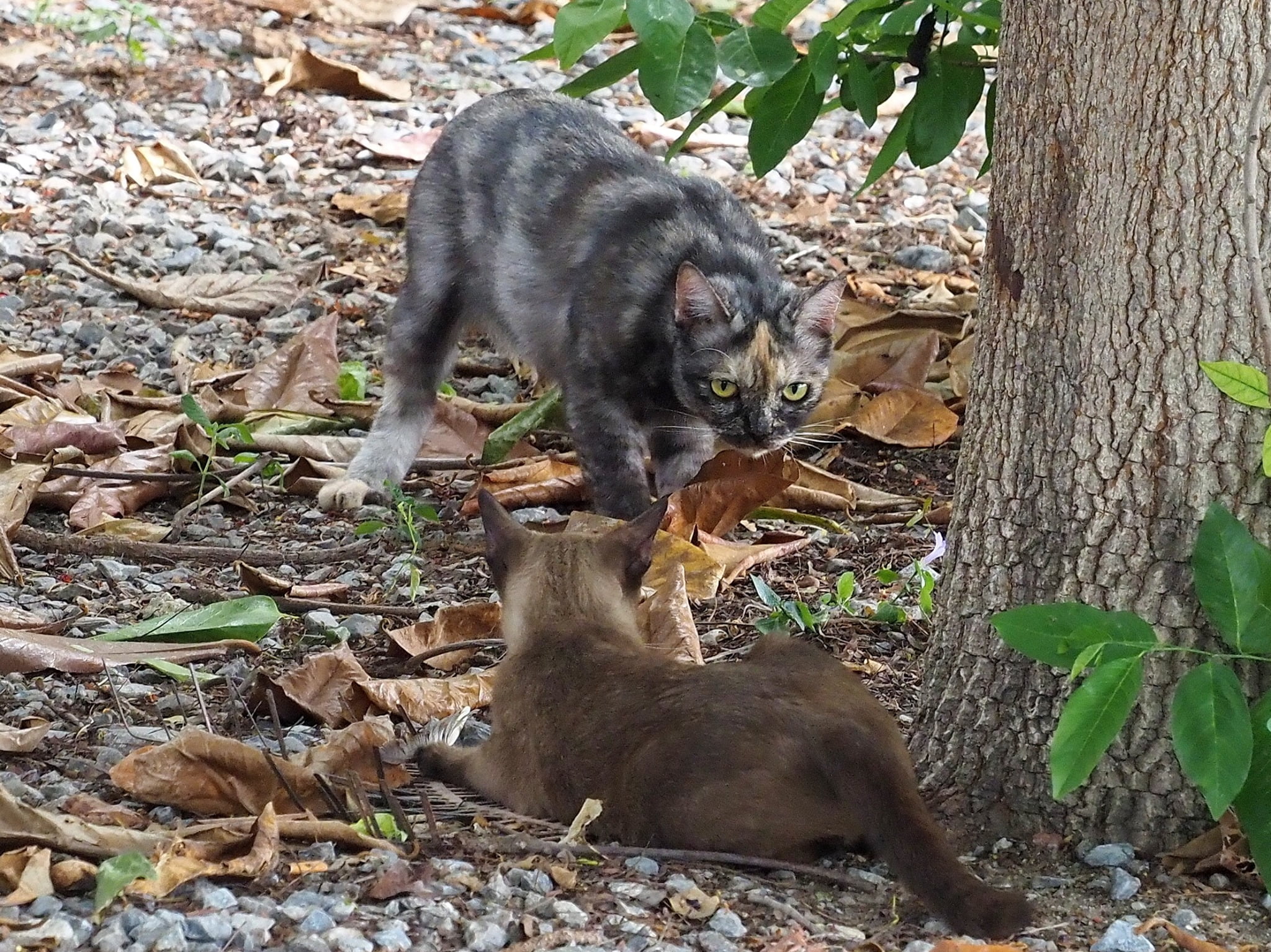 มะเหมี่ยว: "ยัยอึล อยู่นิ่ง ๆ อย่ามีพิรุธนะ เดี๋ยวพ่อเผลอไปเจอกันท้ายคลอง" 1