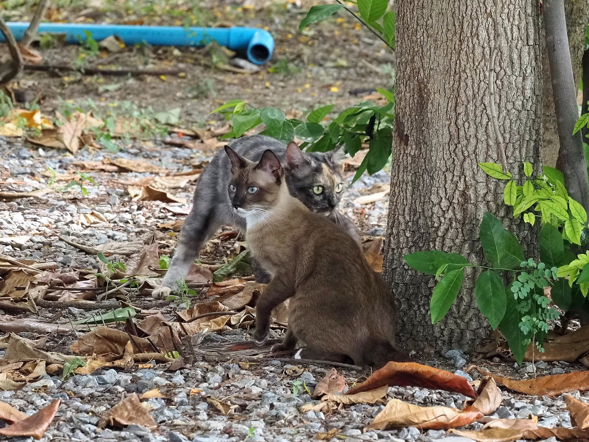 มะเหมี่ยว: "ยัยอึล อยู่นิ่ง ๆ อย่ามีพิรุธนะ เดี๋ยวพ่อเผลอไปเจอกันท้ายคลอง" 3