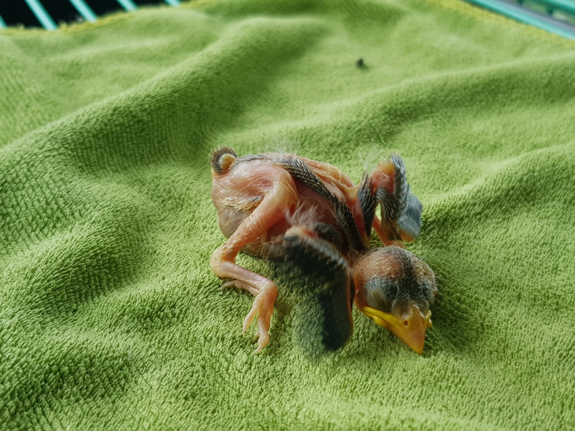 ท่านใดเคยเลี้ยงนกหรือพอรู้บ้างครับ เอาอะไรให้นกตัวนี้กินได้บ้าง เผื่อจะรอดครับ ต 3