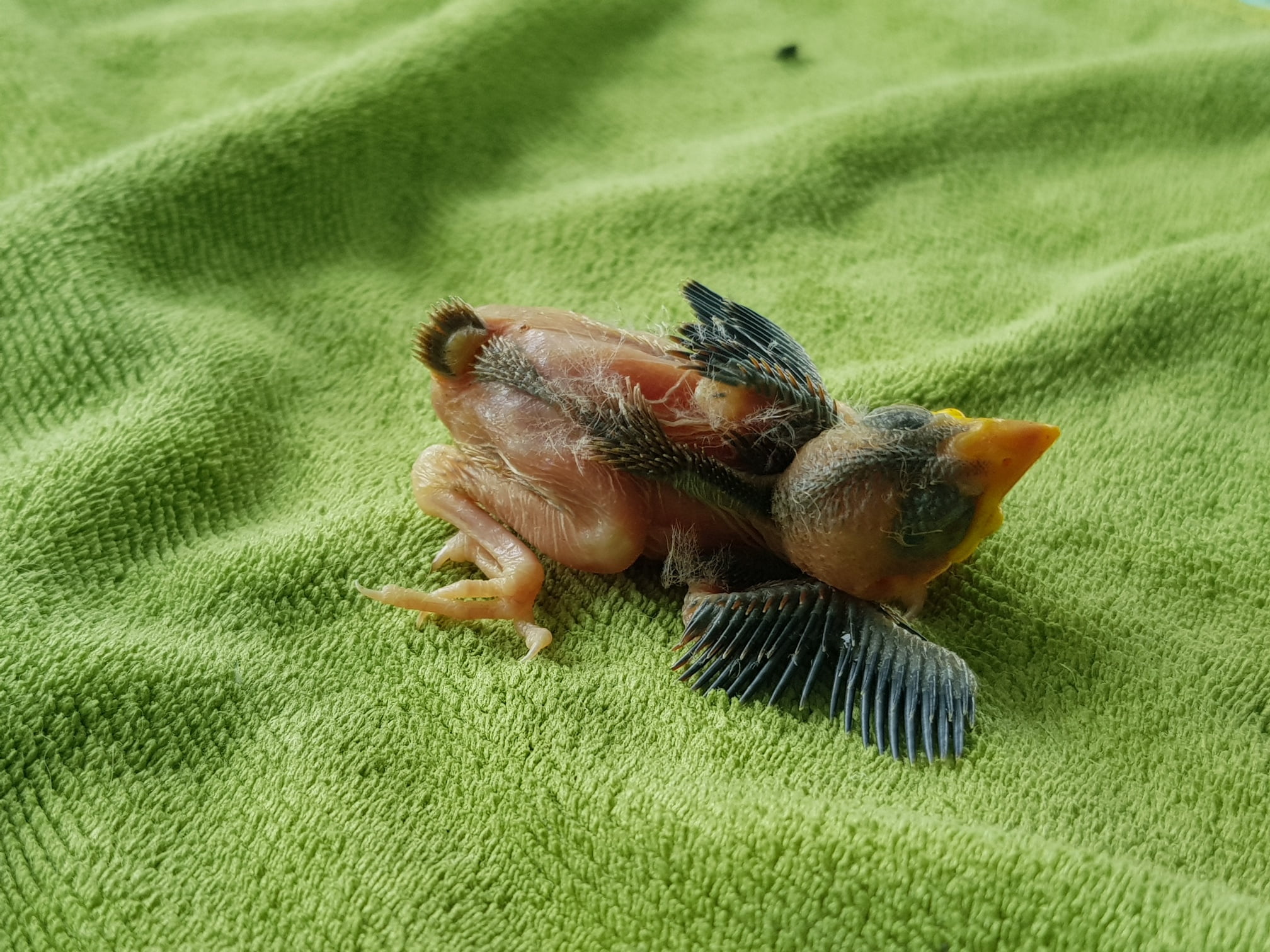 ท่านใดเคยเลี้ยงนกหรือพอรู้บ้างครับ เอาอะไรให้นกตัวนี้กินได้บ้าง เผื่อจะรอดครับ ต 1