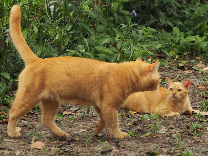 แม่ทองกวาว ข้าวปลา เจ้าว่าเบื่อ 1