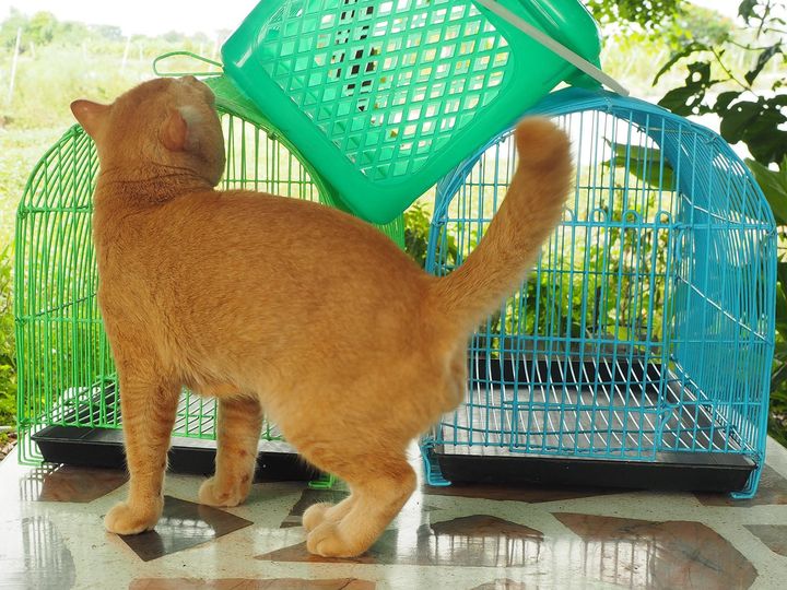 เห็นกรงตั้ง ครั้งใด แล้วใจหวั่น 1