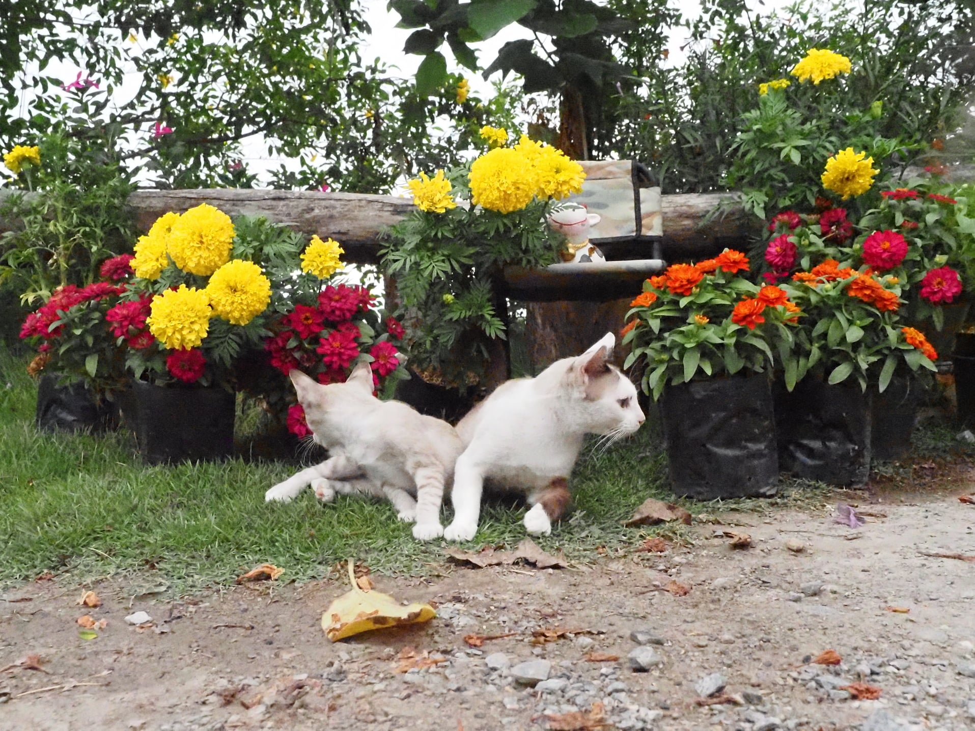 ปลูกดอกไม้ ชายคลอง คงมองสวย 4