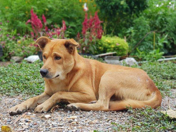 #พี่เสือ แวะมาทักทายครับ พี่เสือสบายดี ยังขยันและช่วยทำงานเหมือนเดิมครับ 1