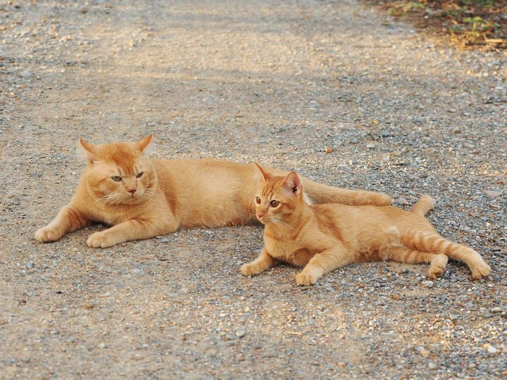 ช่างเรียบร้อย ช้อยชด ไม่ยศอย่าง 1