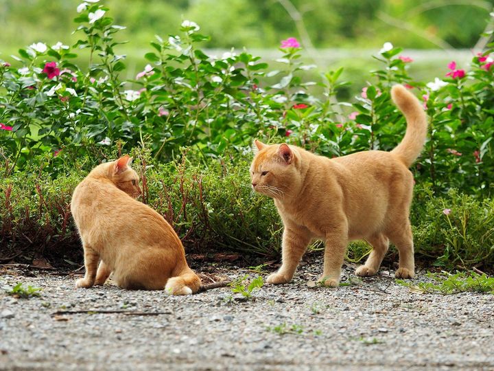 มีไม้ดอก ออกงาม อยู่ตามสวน 1