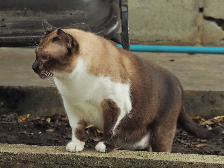 หลานเริ่มโต โธ่ถัง จะหวังชื่น 1