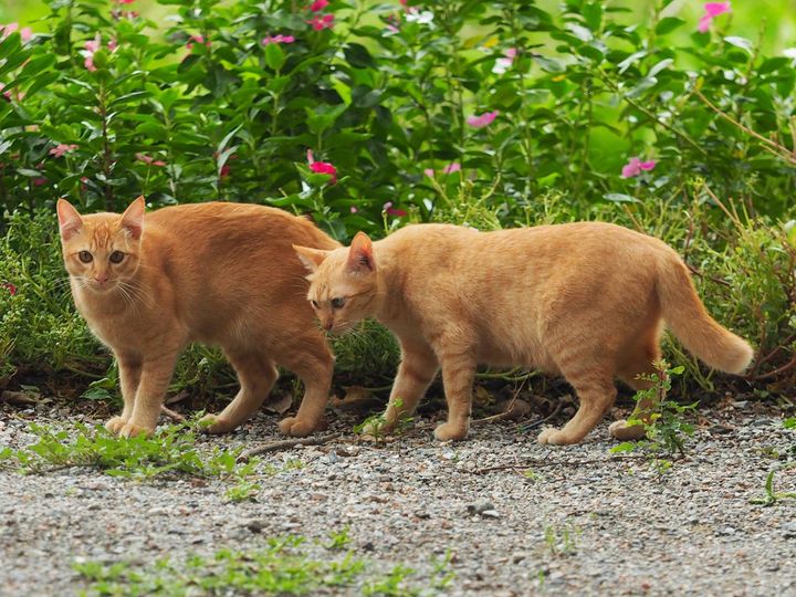 พ่อเจ้าบอก ออกทุ่ง คงยุ่งหนัก 1