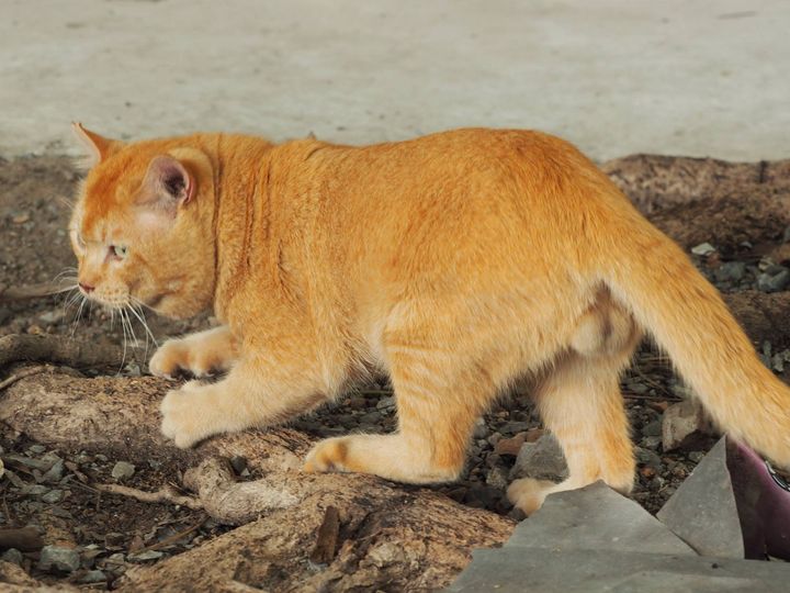 อยู่เฝ้าบ้าน งานมาก แม้อยากหนี 1