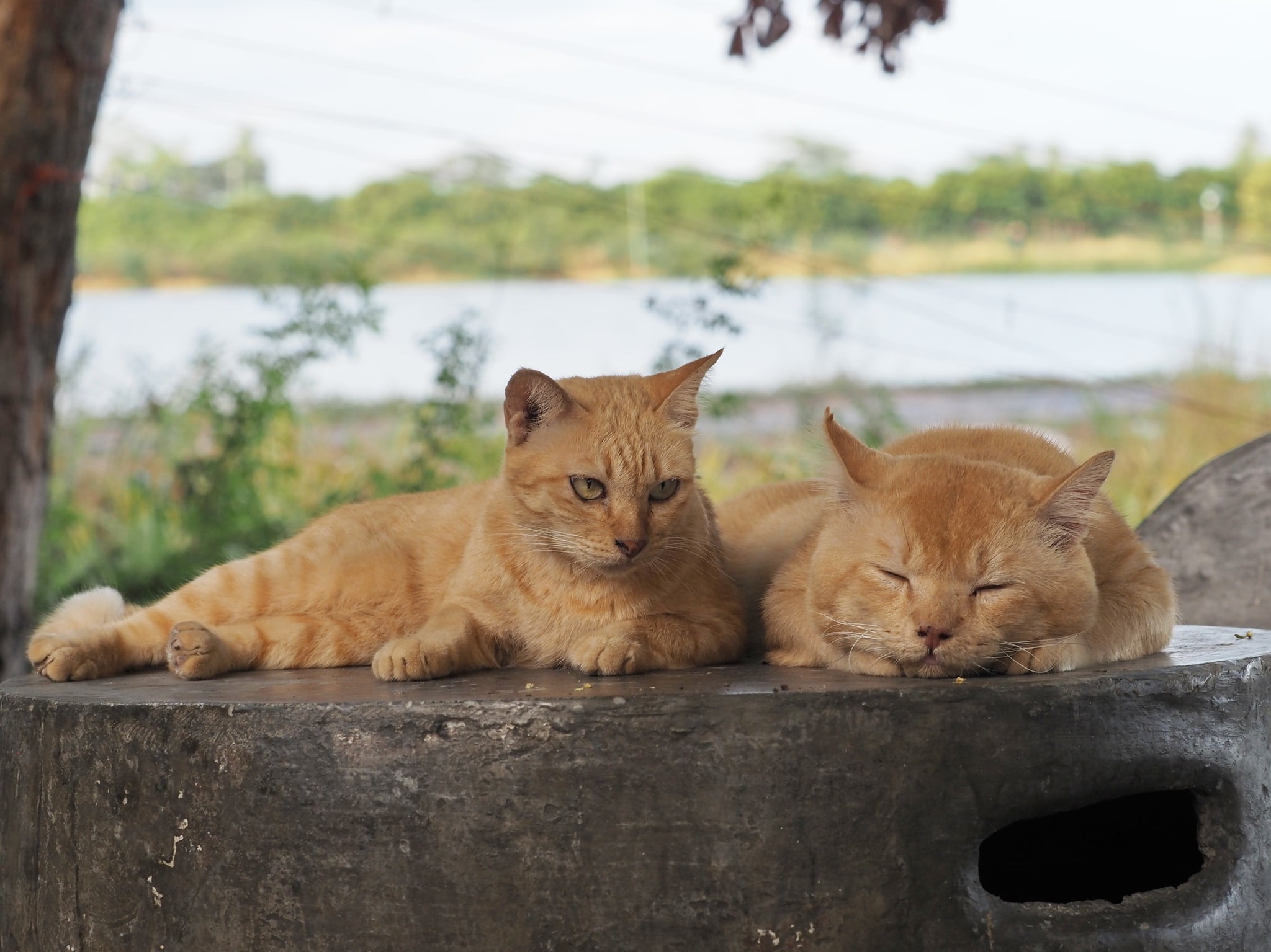 พอบ่ายมา ตาปรือ อย่าถือสา 4