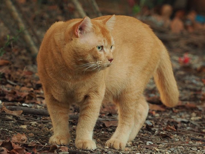 หาว่าอ้วน ควรฟัง อย่าหวังล้อ 1