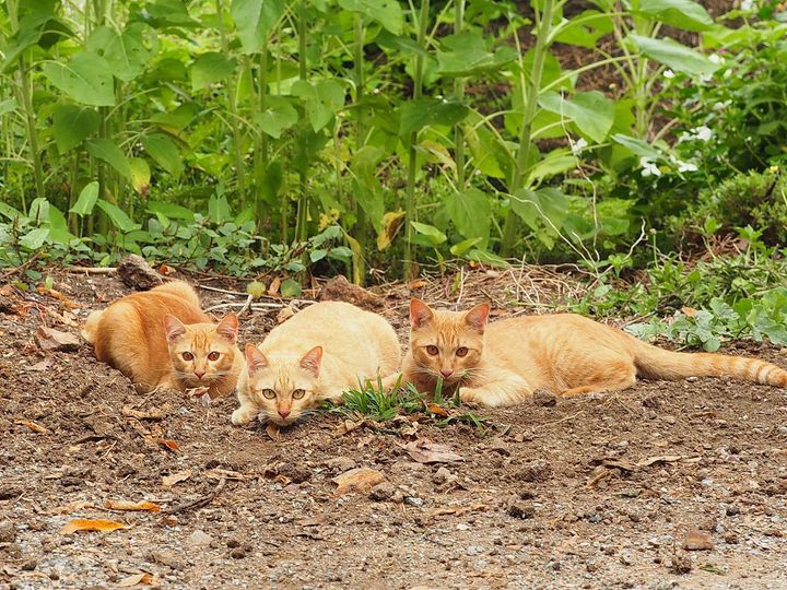 อรุณฤกษ์ เบิกฟ้า แล้วหน้ารื่น 1