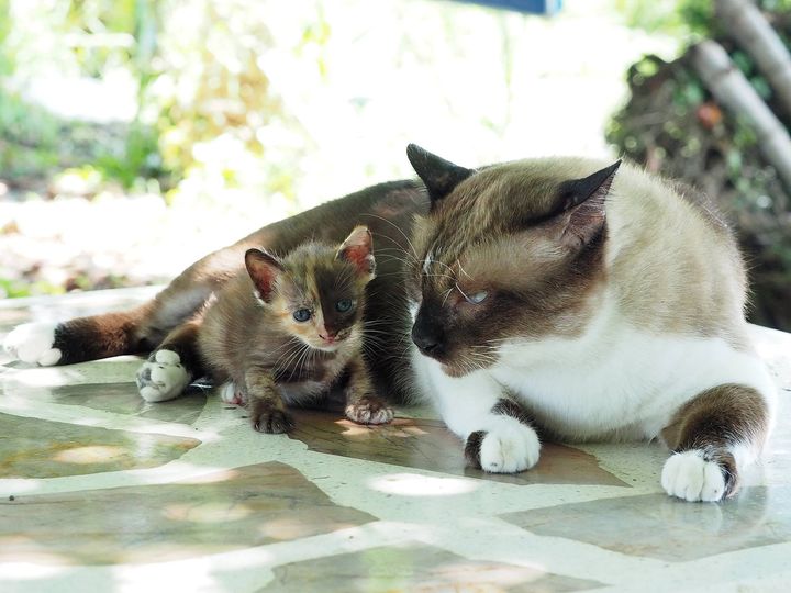 ขอเลี้ยงหลาน งานหลัก เพราะรักหลาน 1