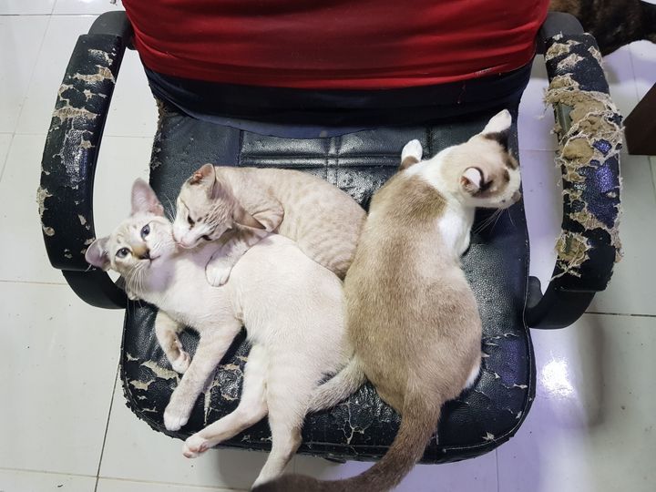 เก้าอี้แบบนี้ คนเลี้ยงแมวจะเข้าใจ.. 1