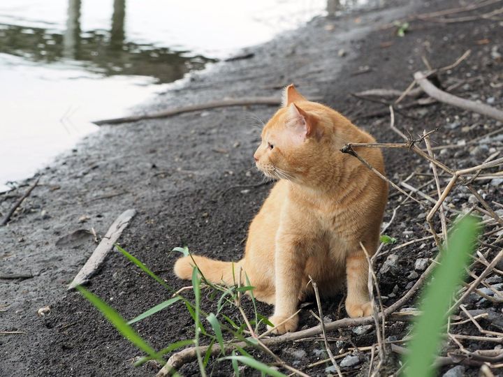 ที่ฝั่งไกล ใครว่า มีปลามาก 1