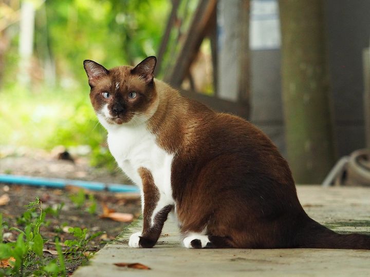 เปรียบมะพร้าว ขาวคั้น ยังมันข้น 1