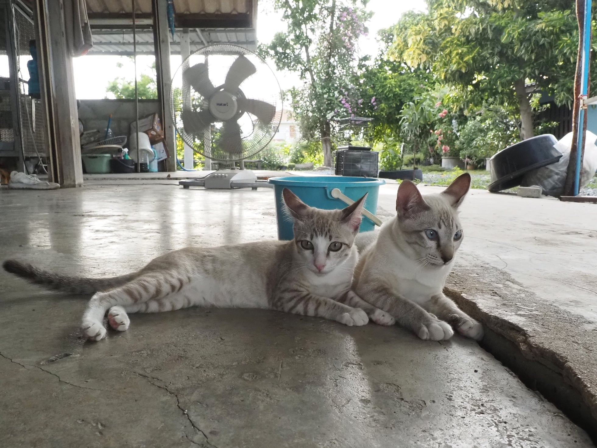 เจ้าแตนถ่อย ต่อยหนัก มันชักแค้น 3