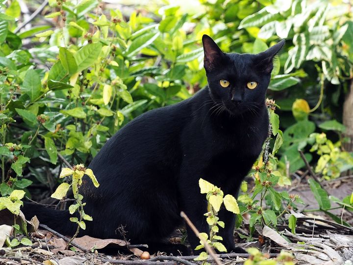 มาคอยเพื่อน เรือนชาน อยู่บ้านใกล้ 1