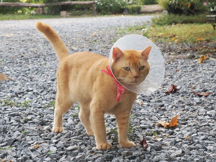 เย็นนี้แก๊งแมวตัวแสบรวมหัวกันไม่ยอมเข้าบ้านเกือบครบทีมเลย ตั้งแต่ มะเหมี่ยว มะเฟ 1