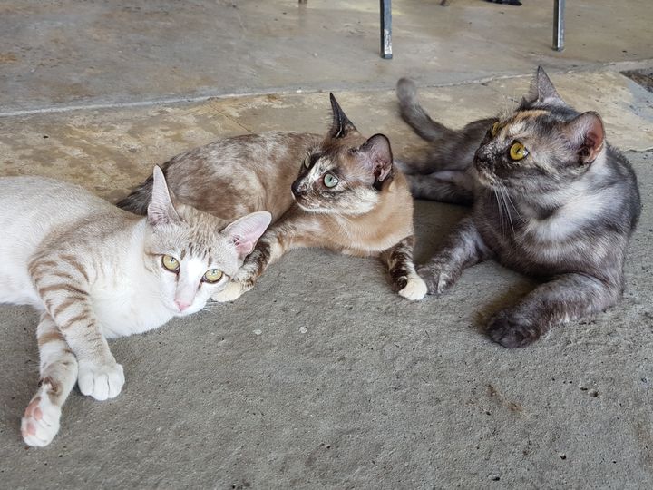 มะเหมี่ยว: "เดี๋ยวพ่อเผลอ อาจารย์จะสอนวิชาขึ้นลงหลังคาให้นะ" 1