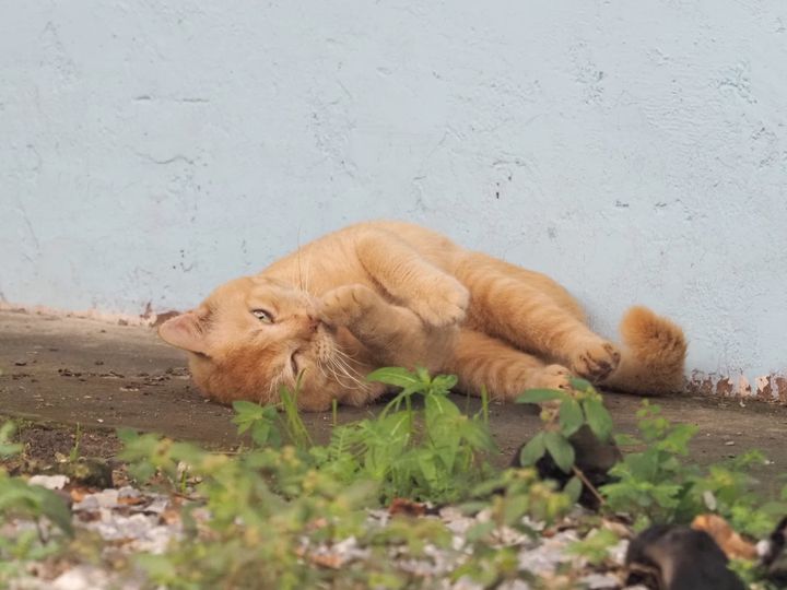 ช่วงนี้มีหมาแมวเดือดร้อนกันเยอะพอสมควร ท่านที่อยากให้ช่วยประชาสัมพันธ์ ช่วยเหลือ 1