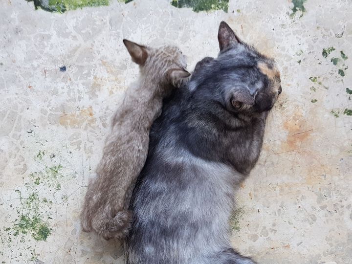 มีข่าวดี เด็กชาย #ปลาต้ม ได้บ้านแล้วครับ 1