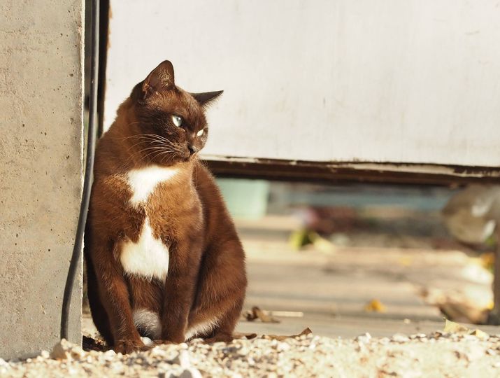 นั่งจนสาย ชายคา ตาละห้อย 1