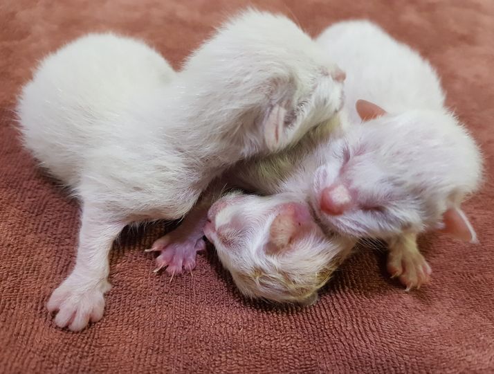 #แมวน้อยทั้งสาม ยังดูเพศได้ไม่ชัด ต้องรออีกสักนิดครับ 1