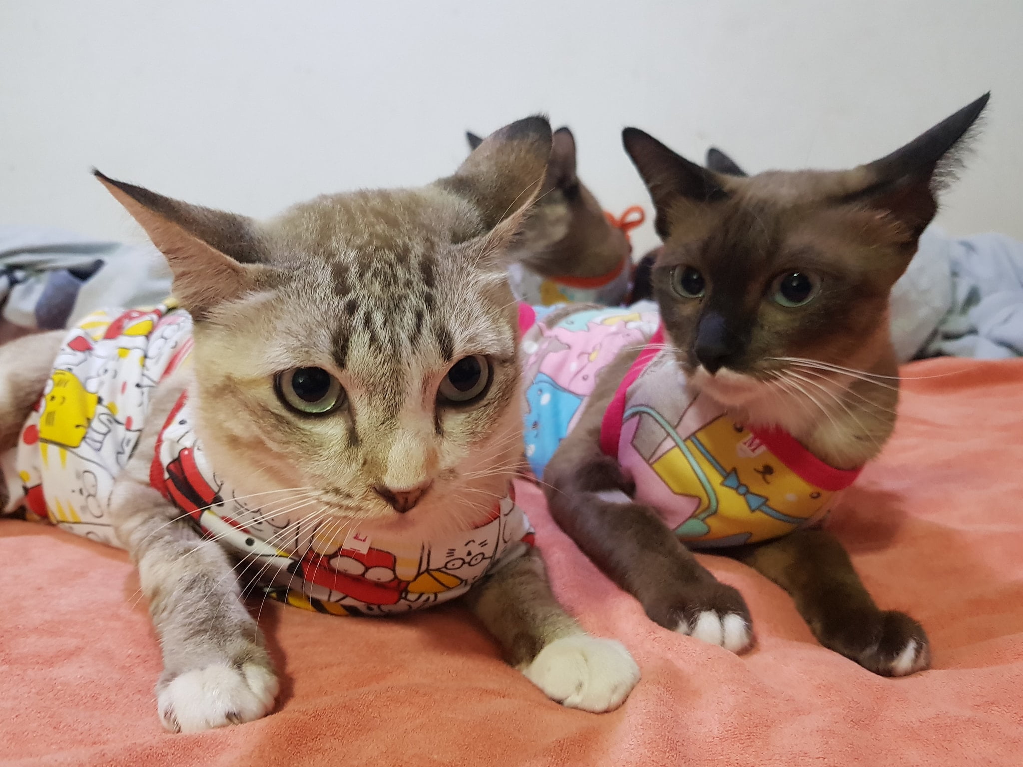 #โนอึล กับ #ปลาสร้อย ทำหมันเรียบร้อย ฟื้นตัวและแข็งแรงปลอดภัยดี กลับมาบ้านเรียบร 1