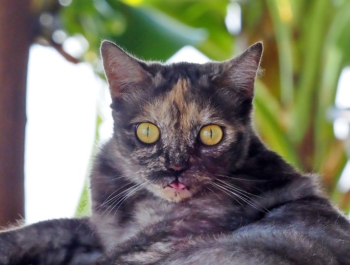 วันนี้งดโพสต์กลอนประจำวัน ขอจัดการงานต่าง ๆ ให้เรียบร้อย แก๊งแมวในบ้านสบายกันดีท 1