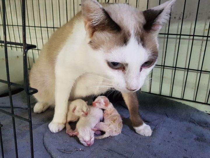 แม่ #ปลาทอด มีลูกตัวน้อย ๆ ให้สามตัวครับ 1