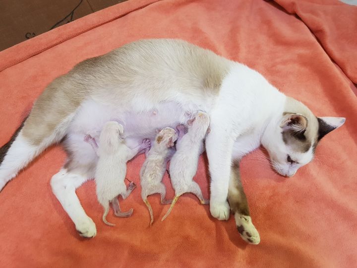 วันนี้เข้าวันที่สองของ #แมวน้อยทั้งสาม ทั้งหมดยังปลอดภัยดีครับ 1