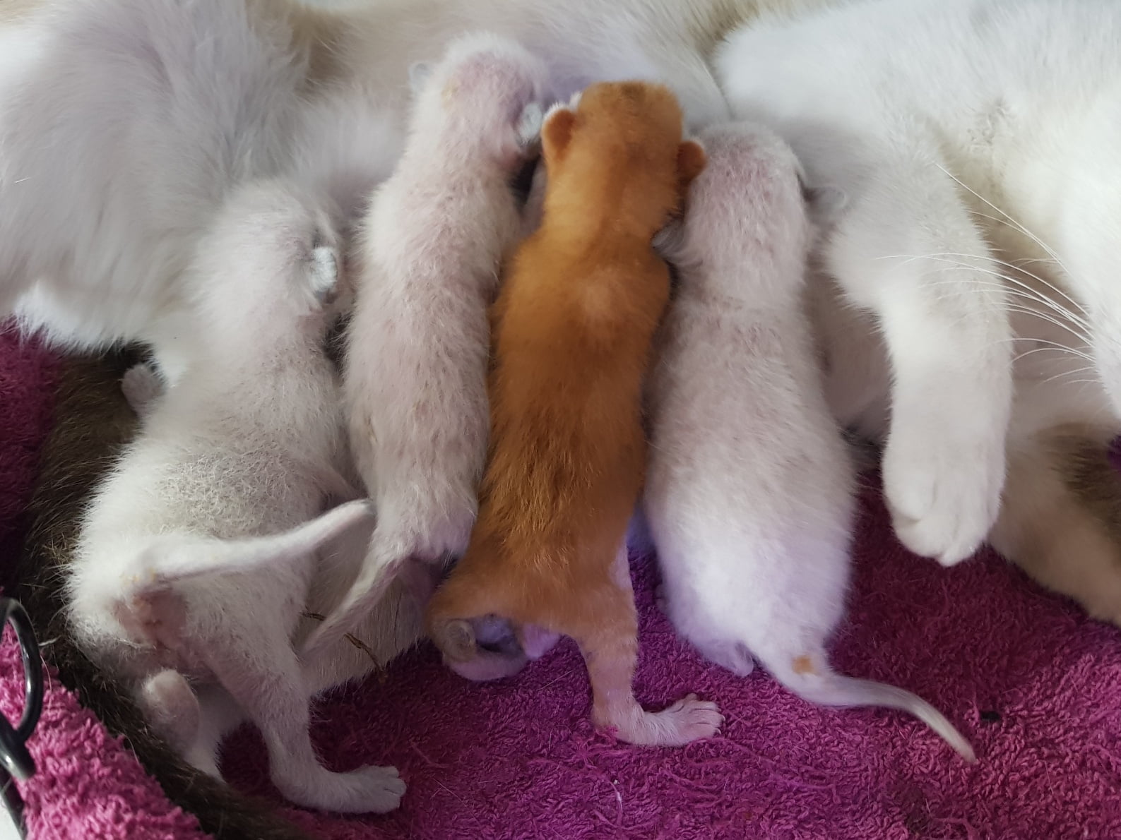 คืนแรกของส้มน้อยผ่านไปด้วยดีครับ และวันนี้ก็เข้าวันทึ่หกของแมวน้อยทั้งสามแล้วครั 1