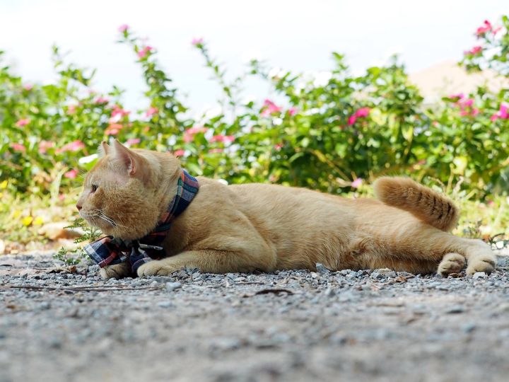 ถึงโศกา อาลัย ยังใจท้อ 1