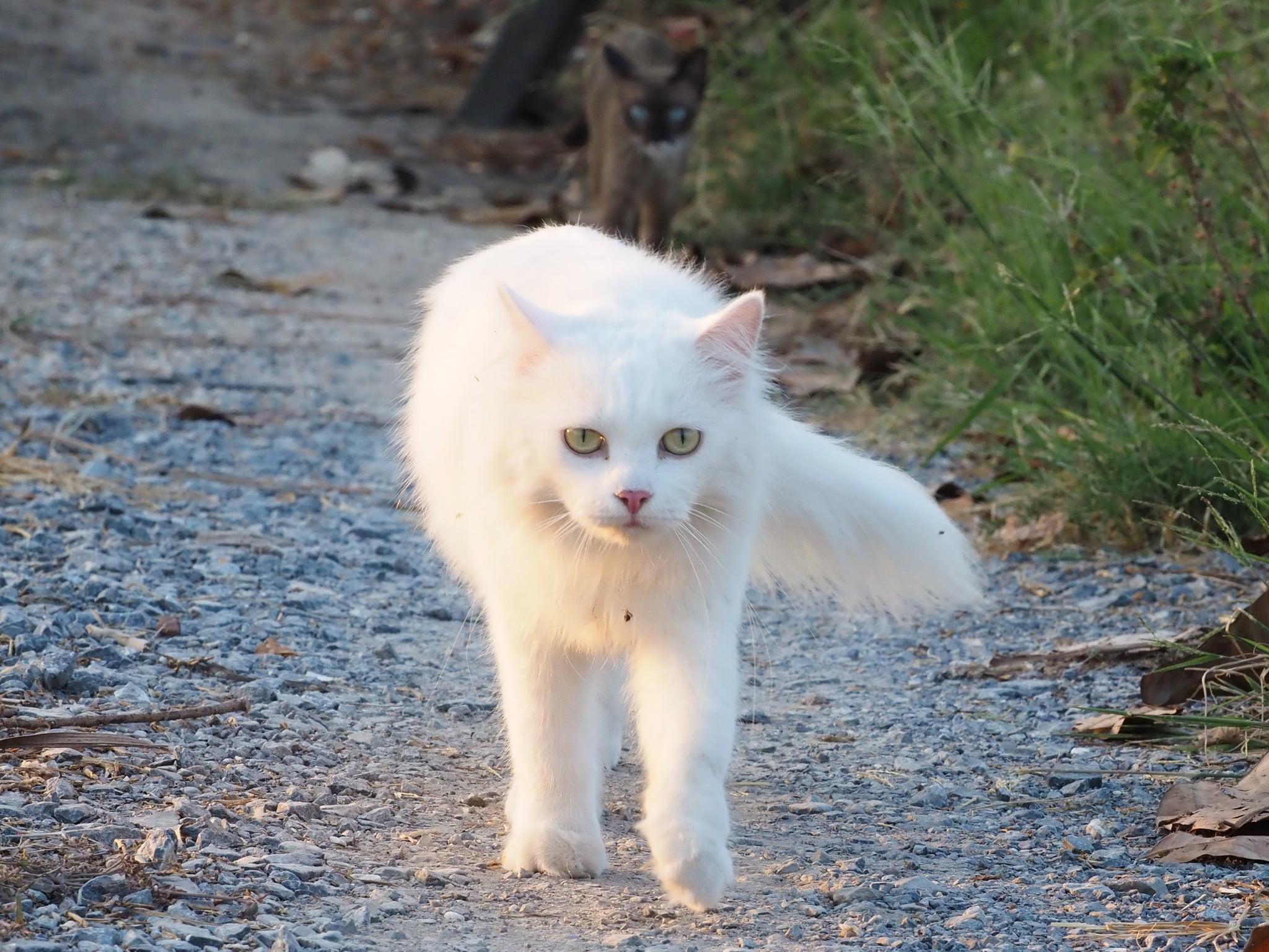 อยากสนุก ซุกซ่อน ตะลอนป่า 2