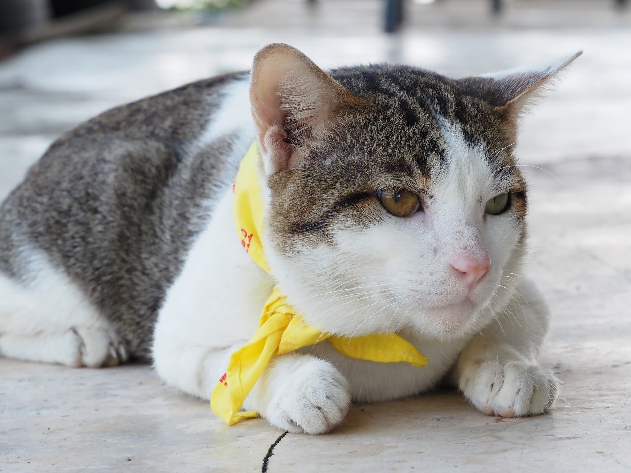 พ่อจะพา หาหมอ ต้องหล่อหน่อย 2