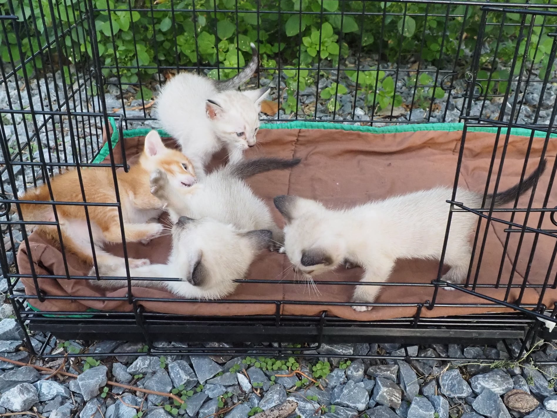 รูปบรรยากาศแมวน้อยทั้งสี่เล่นกันครับ เด็ก ๆ อยากเดินเล่นนอกกรงแล้ว พ่อทองมีต้องร 1