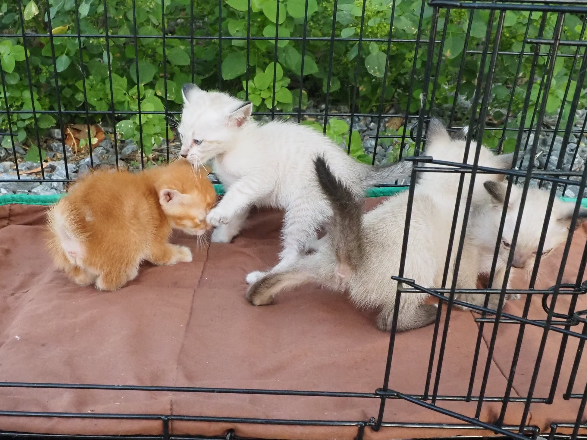 รูปบรรยากาศแมวน้อยทั้งสี่เล่นกันครับ เด็ก ๆ อยากเดินเล่นนอกกรงแล้ว พ่อทองมีต้องร 3