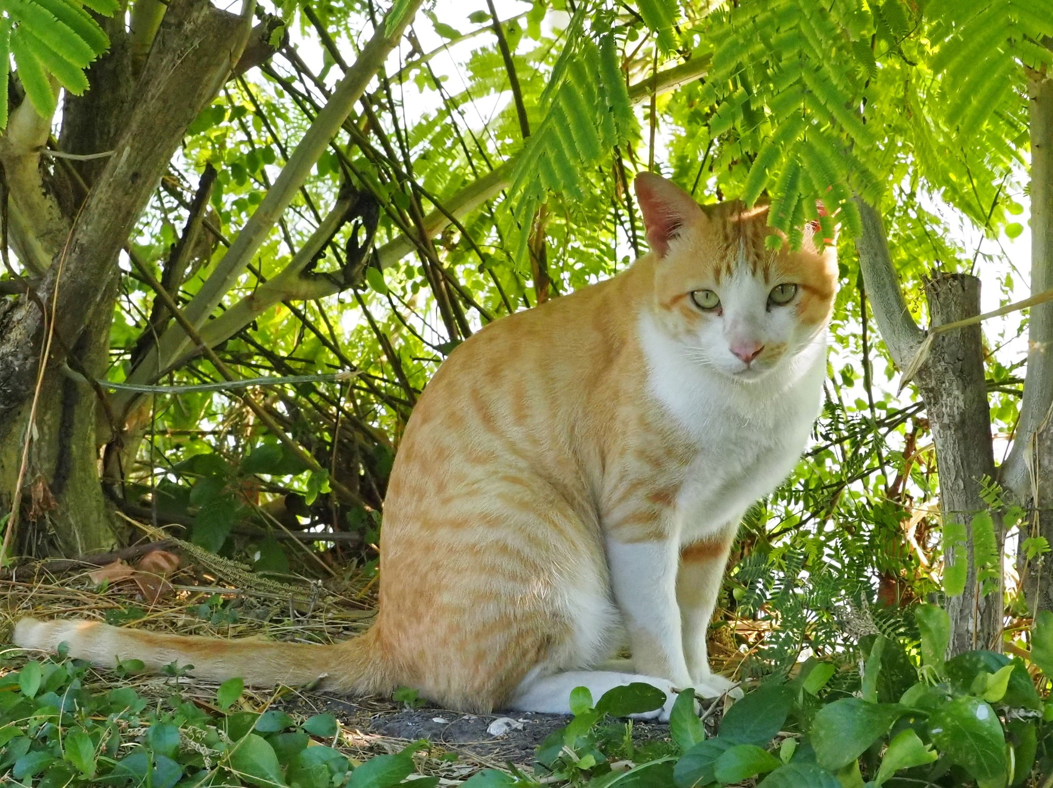 พ่อคอยจ้อง ส่องกัน นั่นละหนอ 4