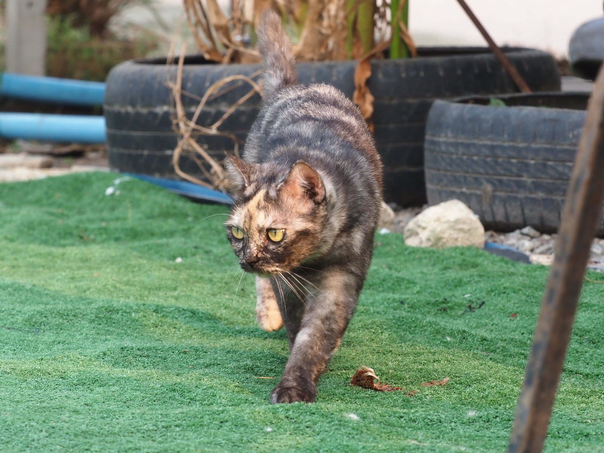 พ่อก็ส้ม คมขำ เหมือนคำกล่าว 1