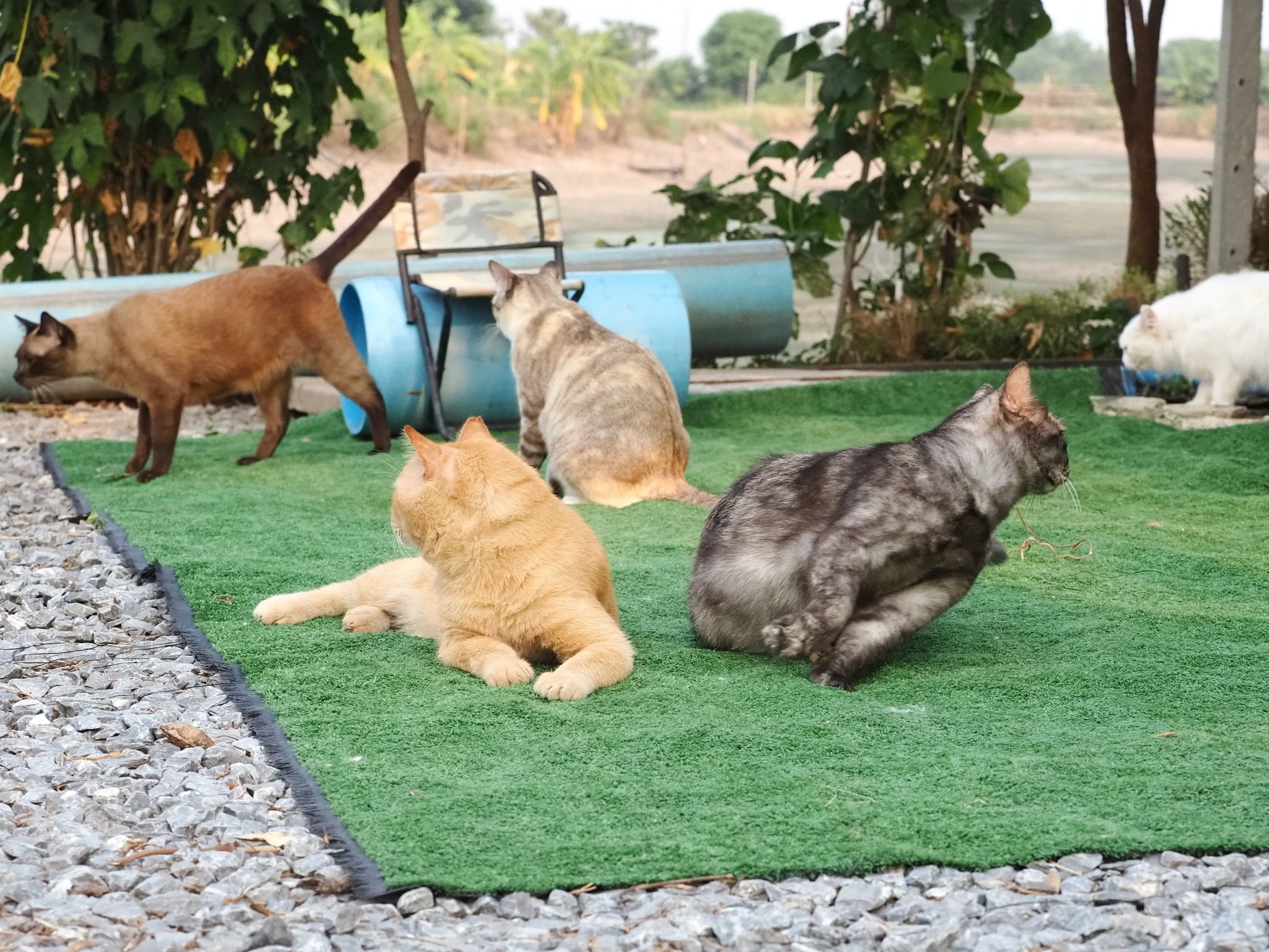 พ่อก็ส้ม คมขำ เหมือนคำกล่าว 5