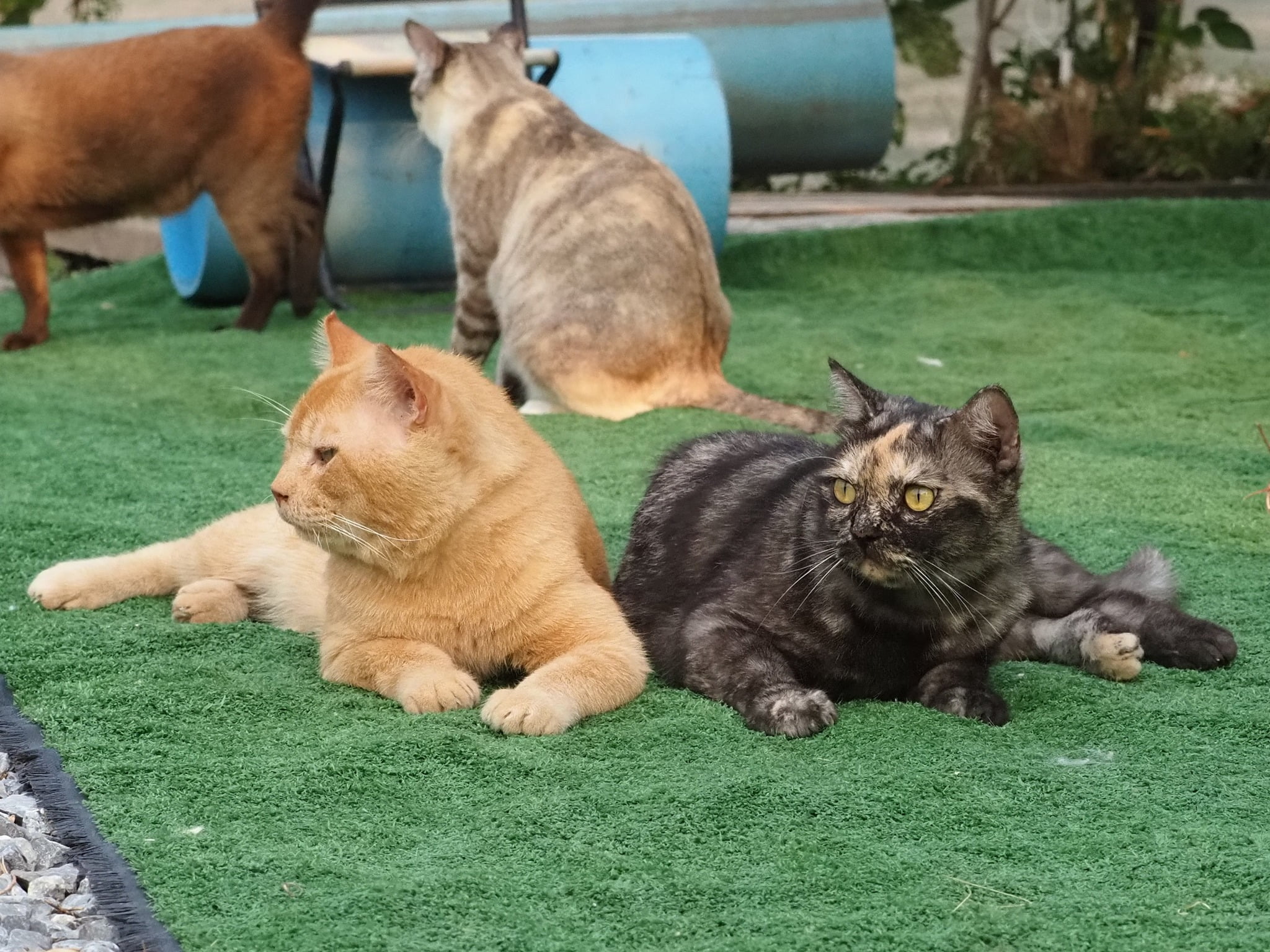 พ่อก็ส้ม คมขำ เหมือนคำกล่าว 4