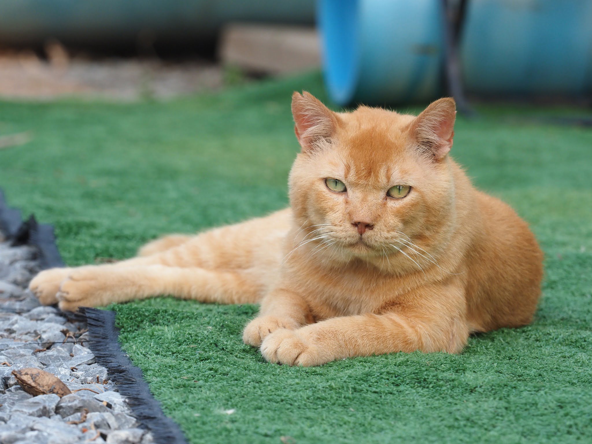 พ่อก็ส้ม คมขำ เหมือนคำกล่าว 2