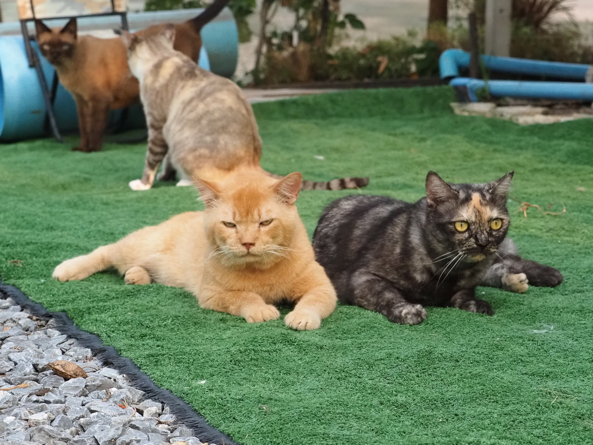 พ่อก็ส้ม คมขำ เหมือนคำกล่าว 3